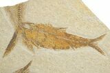 Shale With Two Fossil Fish (Knightia) - Wyoming #320406-2